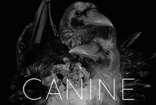 Canine